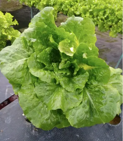 Lechuga Orejona Hidropónica  1 kg.