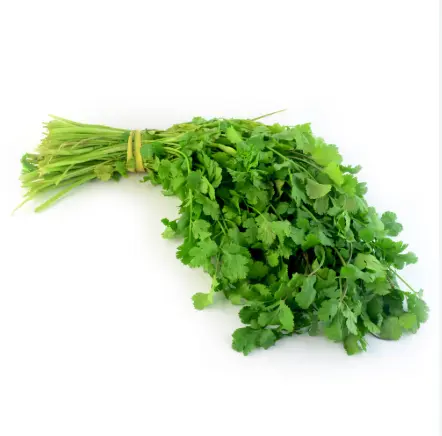 CILANTRO