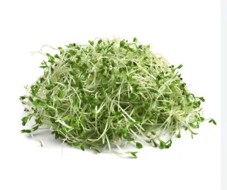 GERMEN ALFALFA