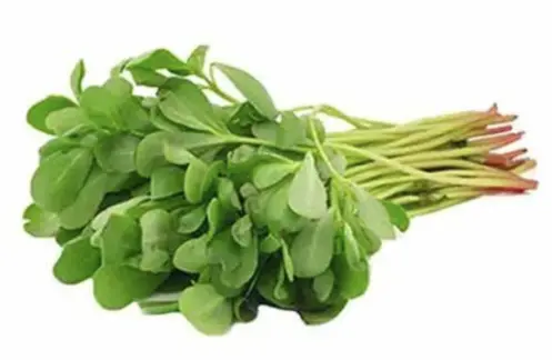 VERDOLAGA