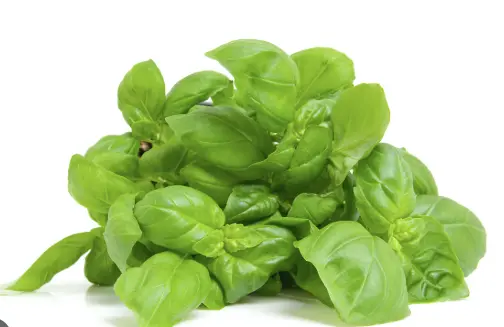ALBAHACA