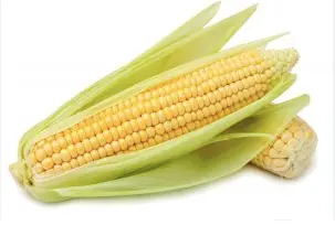 ELOTE MAZORCA