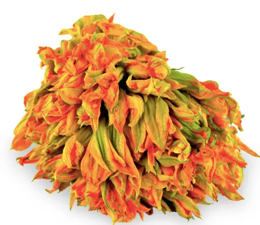 FLOR DE CALABAZA