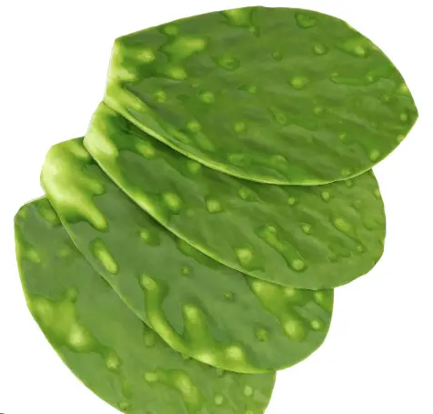 NOPAL CAMBRAY