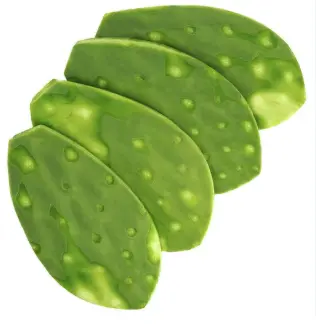 NOPAL MEDIANO